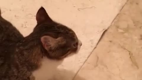 Funny Cat videos