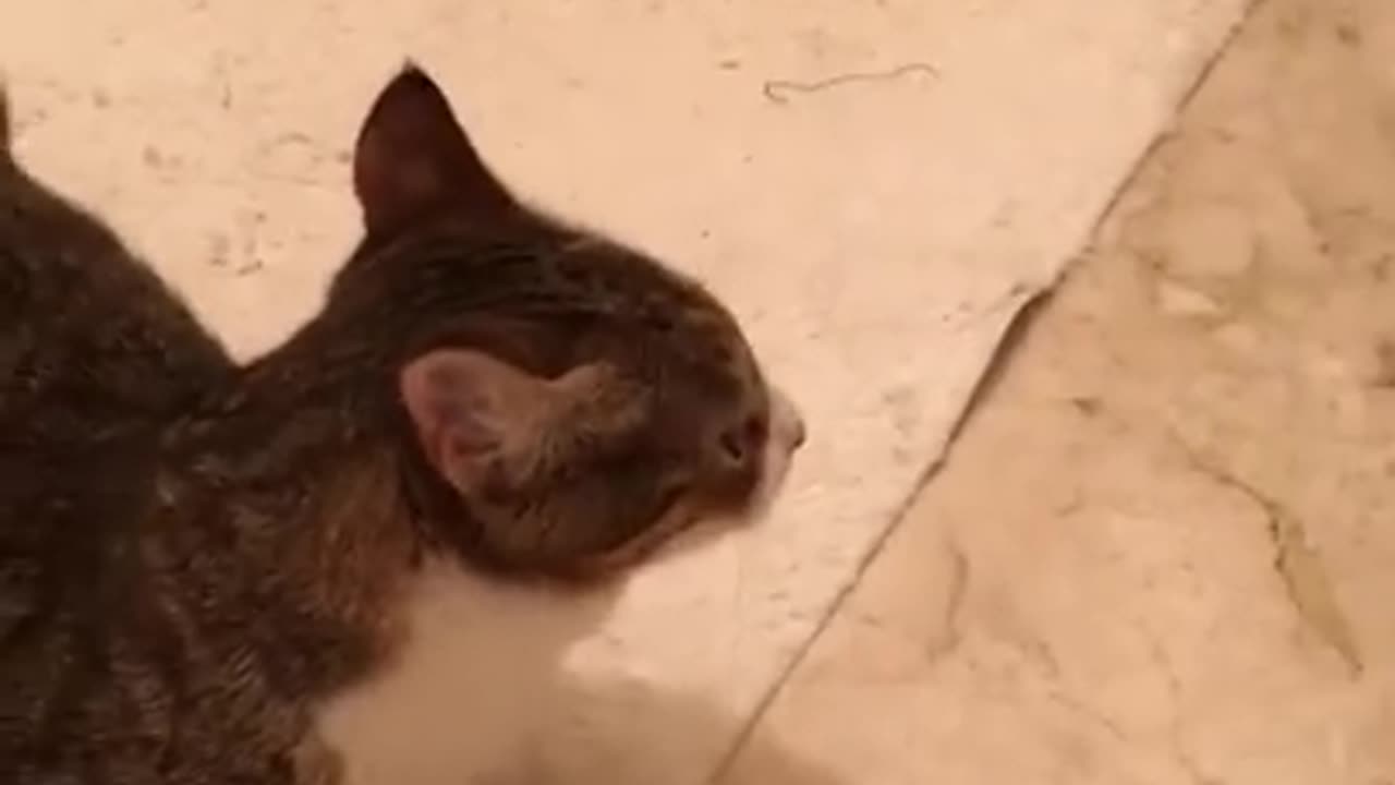 Funny Cat videos