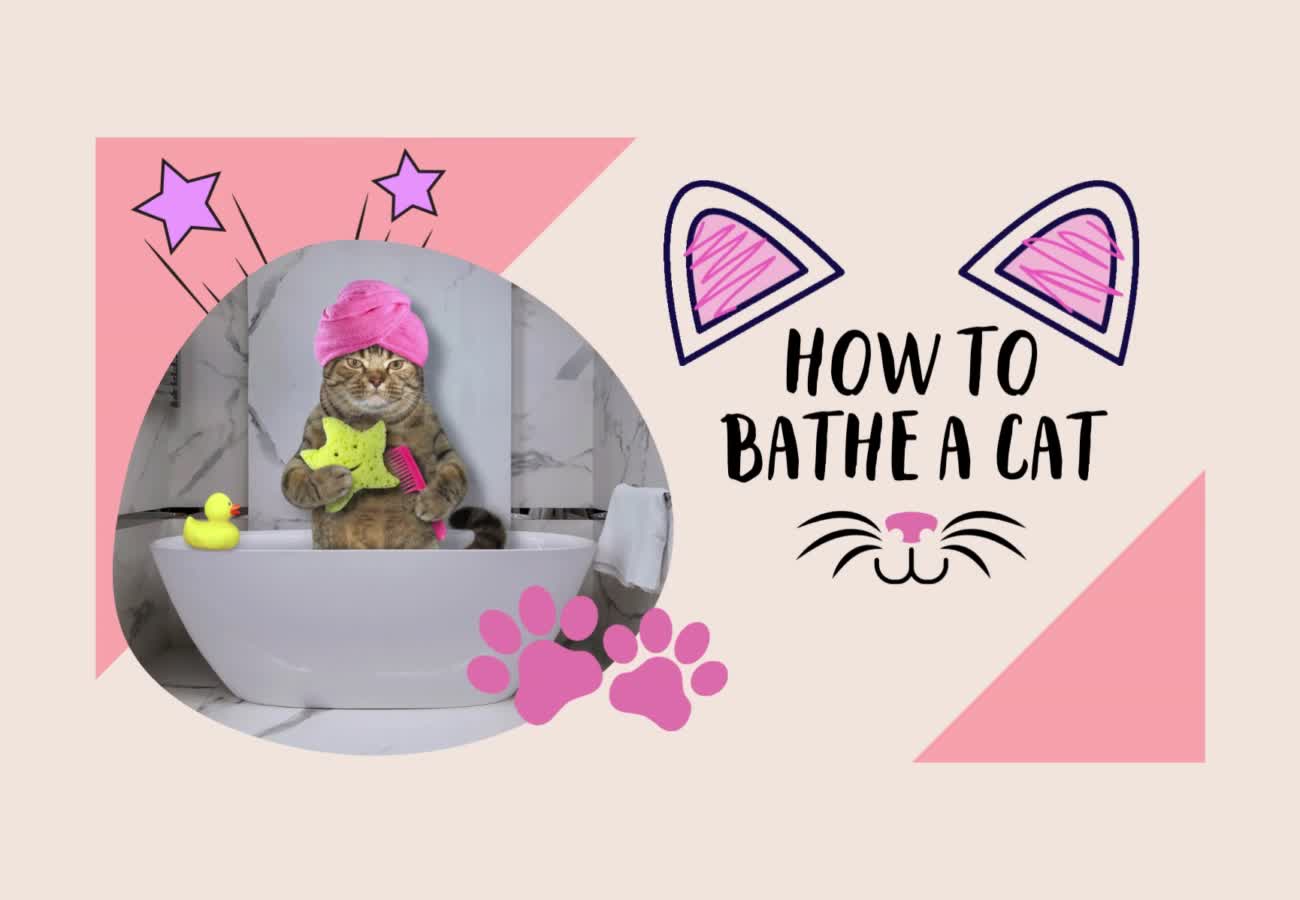 how to bath a cat๐๐ธ