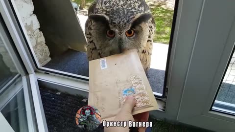 An owl delivers important message