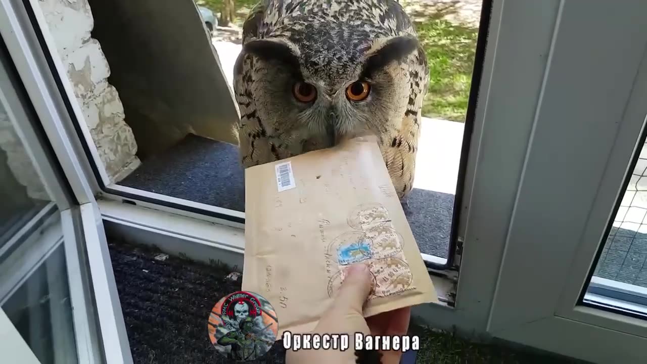An owl delivers important message
