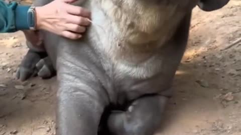Funny_pets