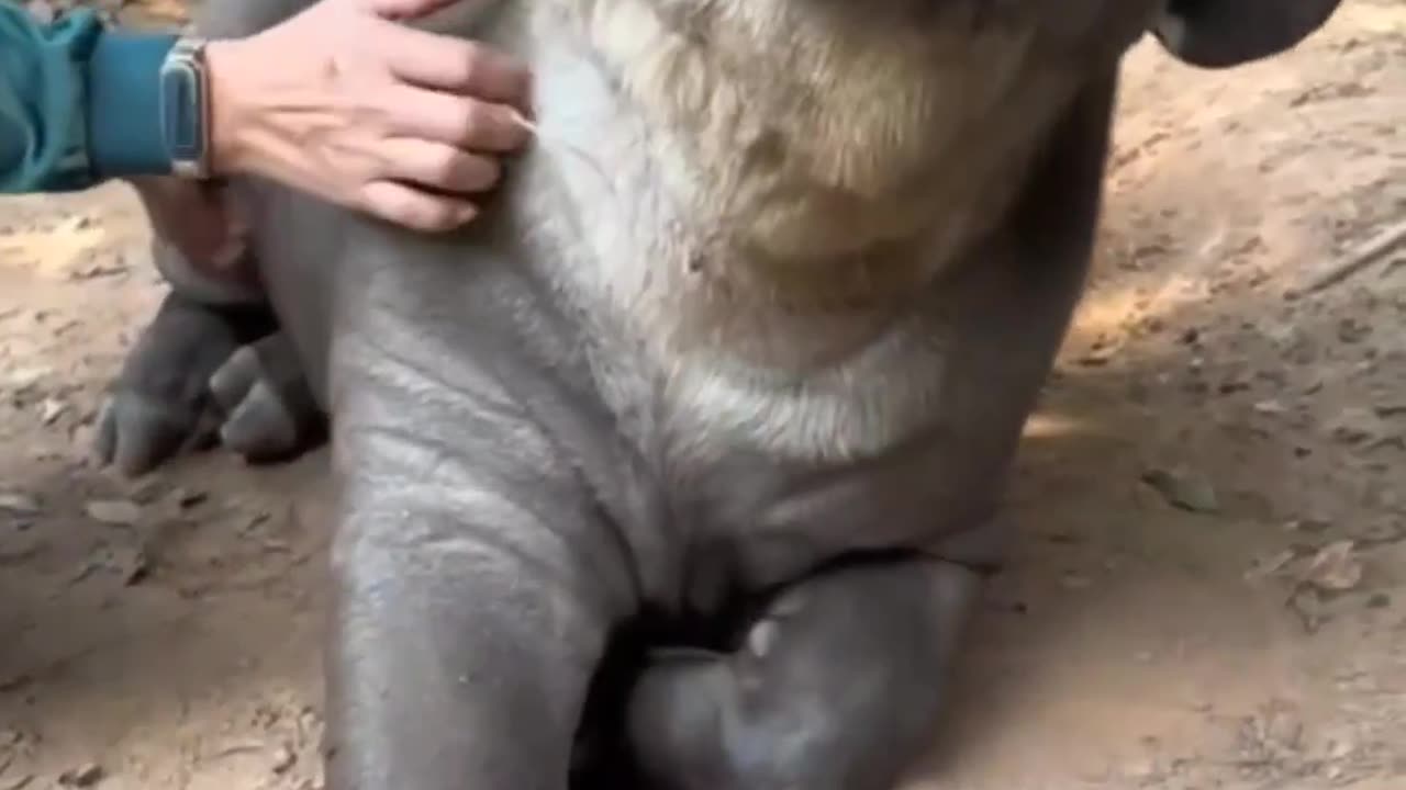 Funny_pets