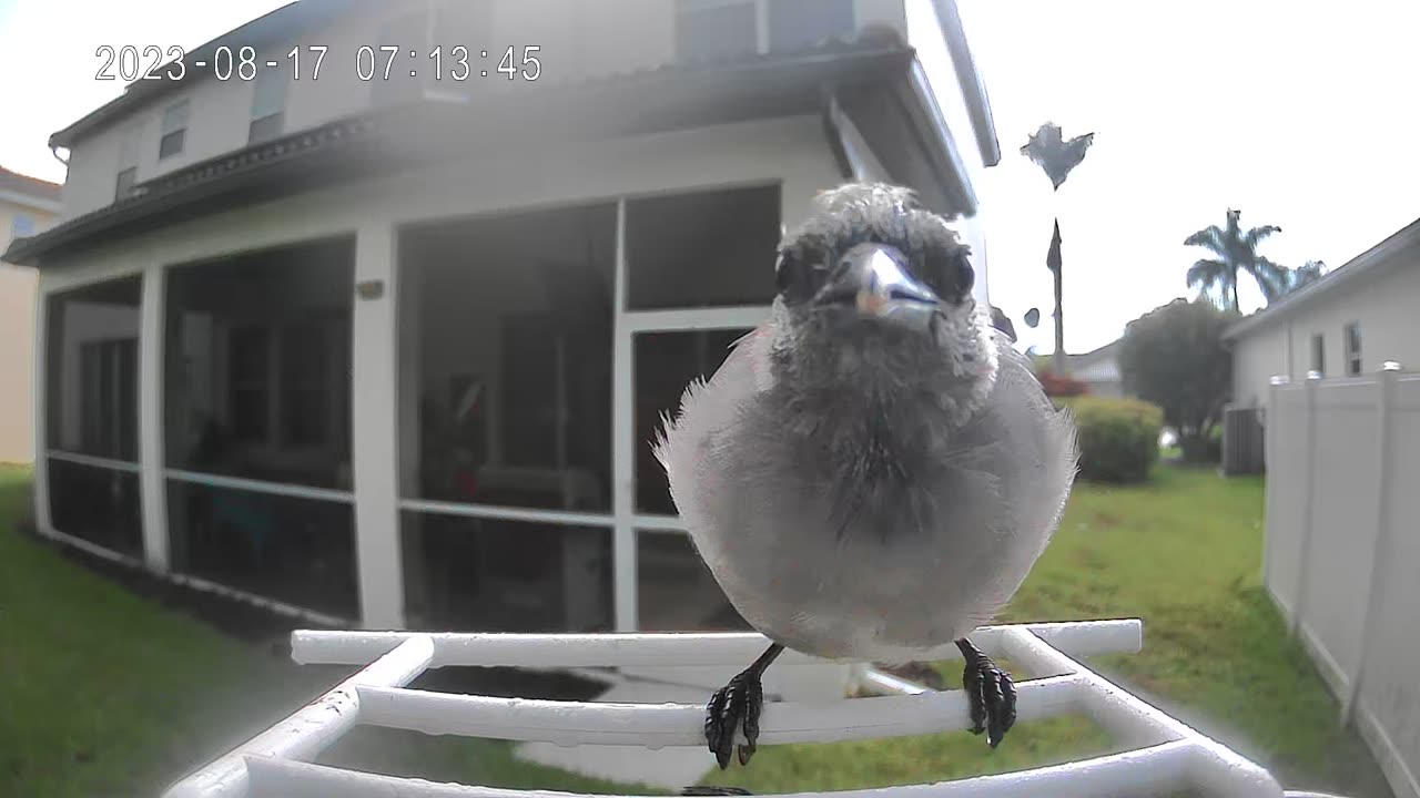 More Bird 🐦 stuff