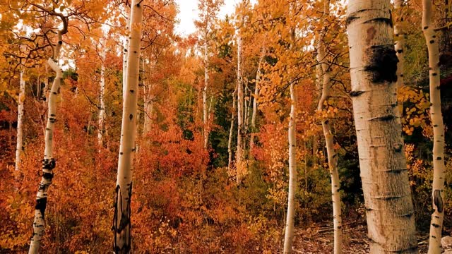 The breathtaking beauty of nature in the middle of the forest High resolution |4K