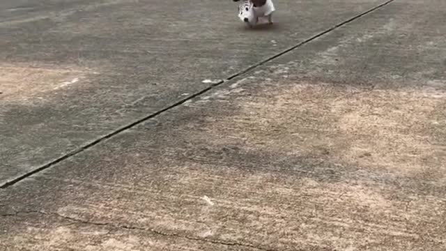 Take the puppy out to play