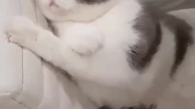 Super chubby white and gray kitten, what a beautiful animal!