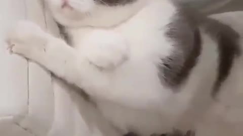 Super chubby white and gray kitten, what a beautiful animal!
