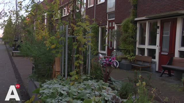 Kritiek op groen in Houthavens