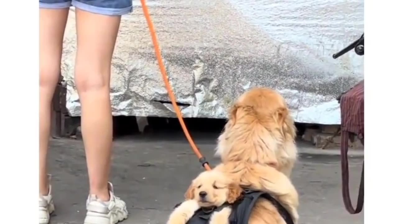 Dog Carry his kid