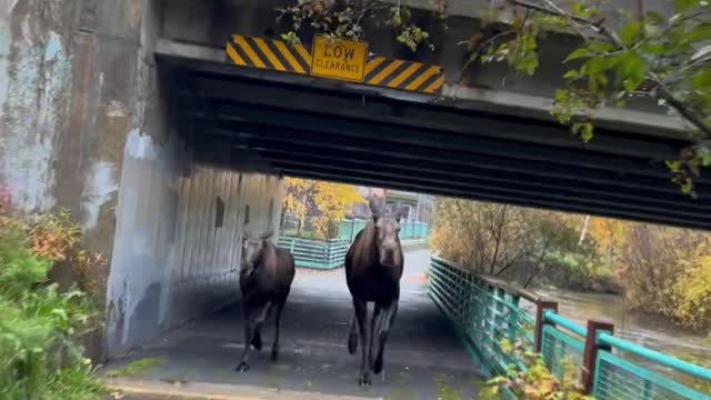 Average Alaskan Bike Ride