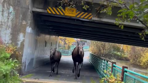 Average Alaskan Bike Ride