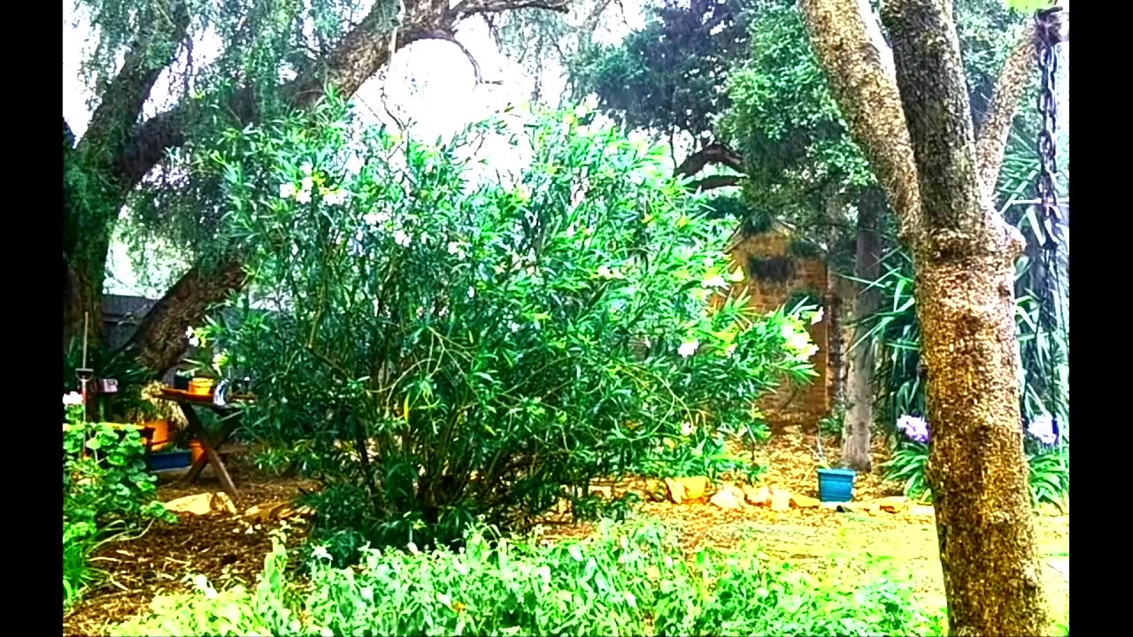 Australian country garden - Rainfall in Summer.