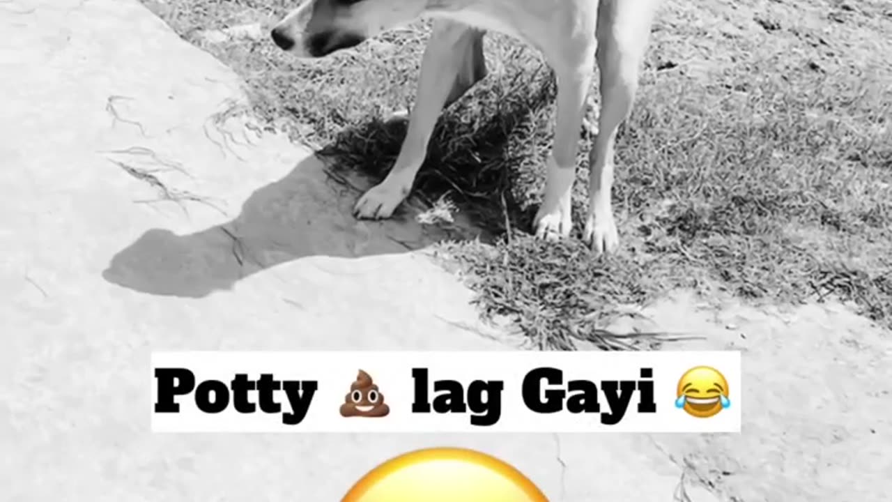 All Eyes On Me | Trend With My Dog 😂 #dog #trending #funny#dog #trending #funny