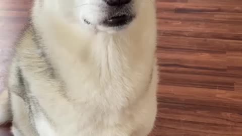 Huskies are wierd