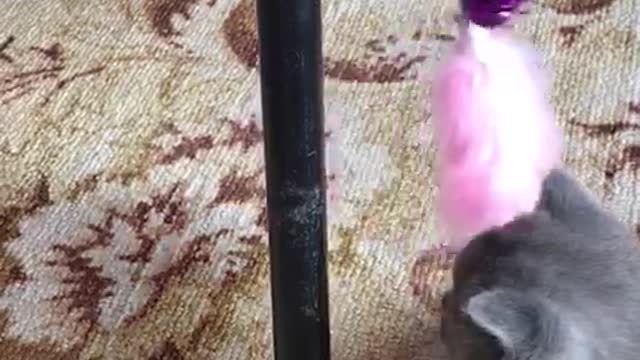 Kitten Meowing