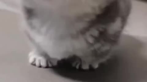 Get Ready to Melt with Cute Baby Kitten Meows!"