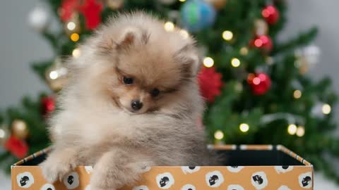 Cute Pomeranian puppy in gift box on Christmas tree background