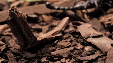 Black Scorpion Walking Closeup