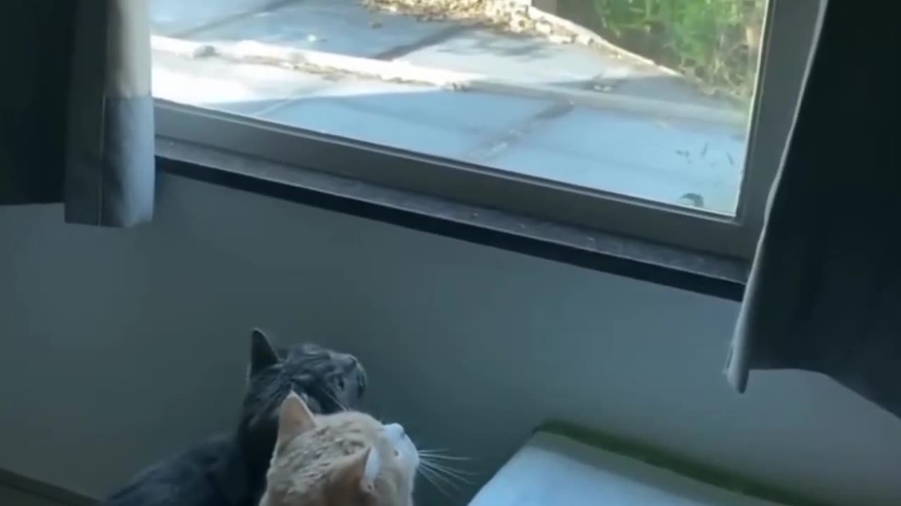FUNNY CAT VIDEOS