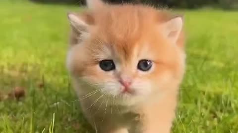 Danger cat baby 🐱