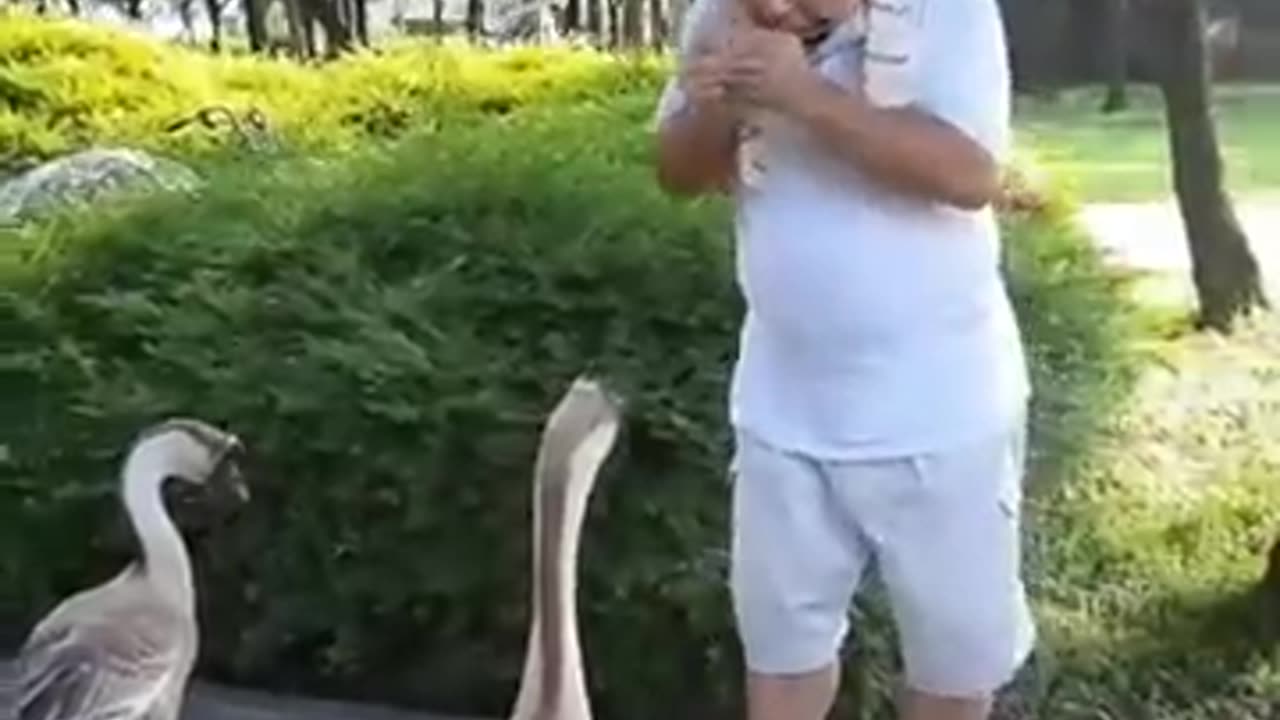 Man and Geese Are Happy
