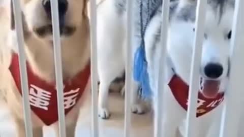 Smart DOGS Run For Life🤣 Funny Dogs🤣 You Will Laugh 🐶 #shorts