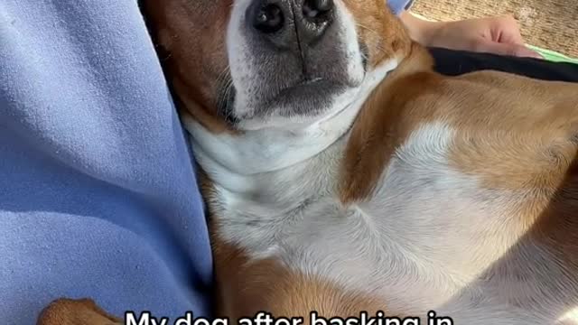 My dog after basking in the sun literally ALL day