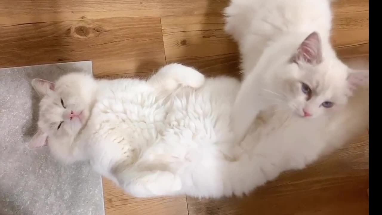 Cat gives his friend a massage