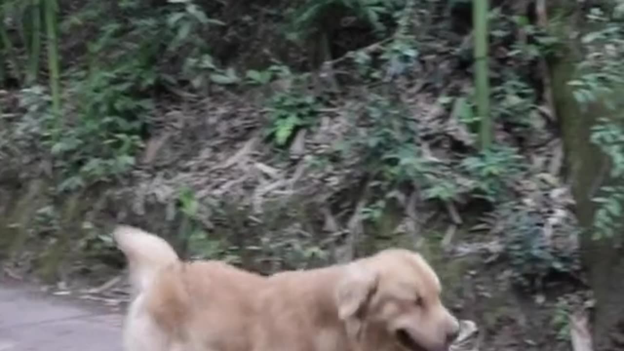 Dogs Love Ep #1