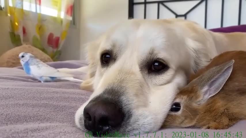 Dog, Rabbit and Budgie - Cute Friends