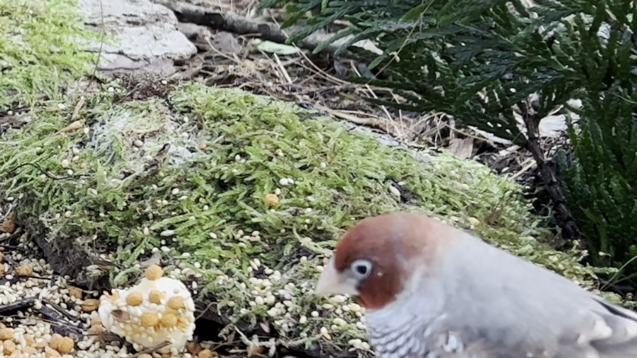 finches in outdoor bird aviary