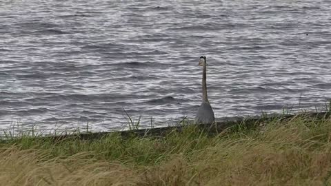 Bird Heron Slow Motion Slowmo Slomo Lake Water