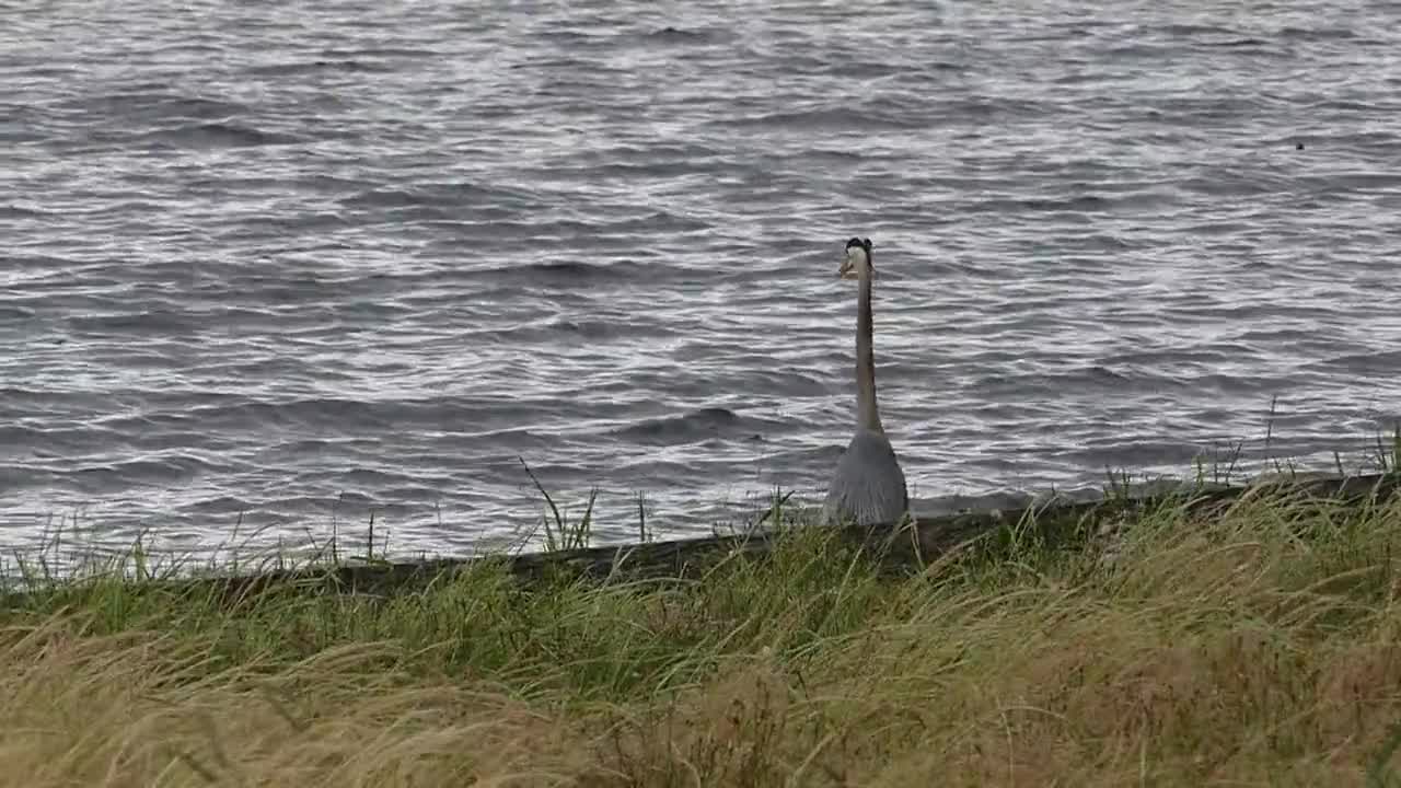 Bird Heron Slow Motion Slowmo Slomo Lake Water