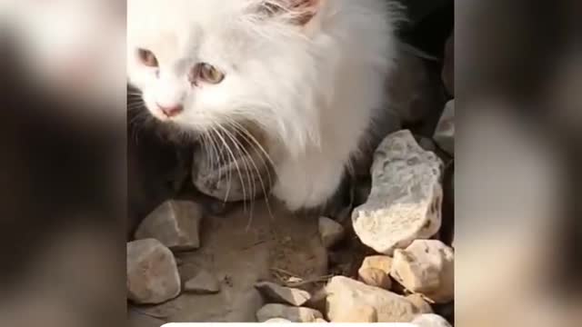Funny Animal Compilation You Must Watch#4