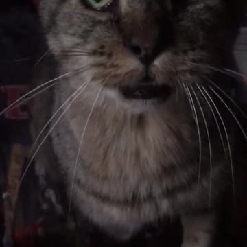 Momma asking for second breakfast