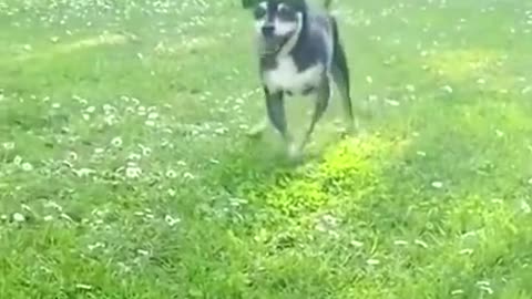 Dog playing in the garden