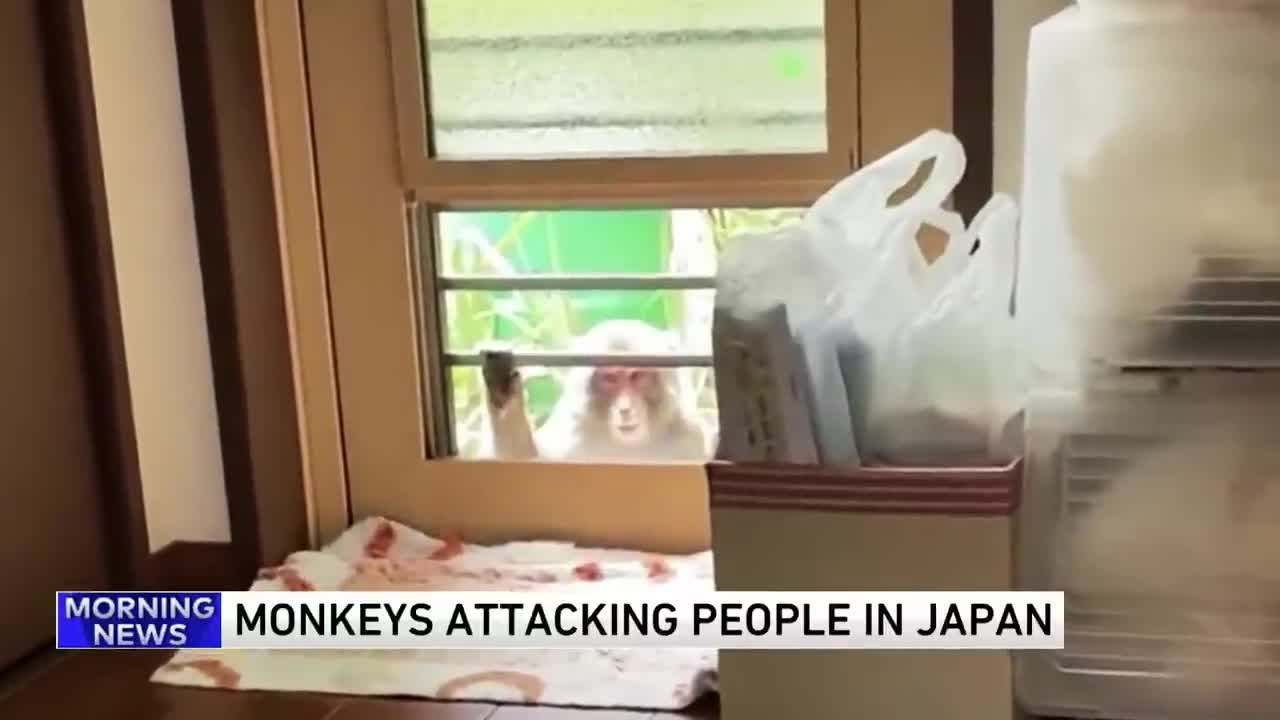 Japanese city alarmed by biting, clawing, attacking monkeys