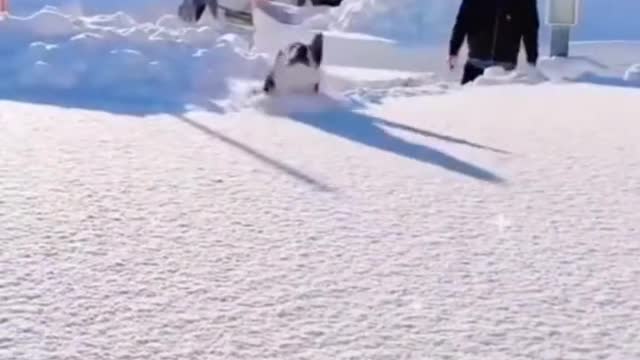 puppy playing in the snow