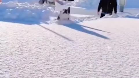 puppy playing in the snow