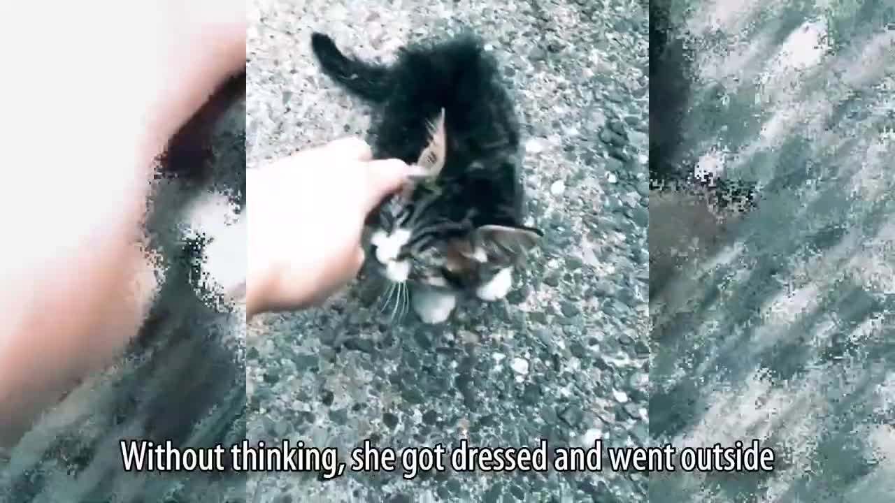 Sick Stray Kitten Sneaks Into a Woman's Garden, Crying For Help