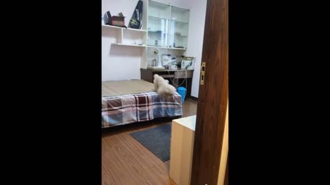 Funny animal video 🤣🤣🤣🤣🤣.