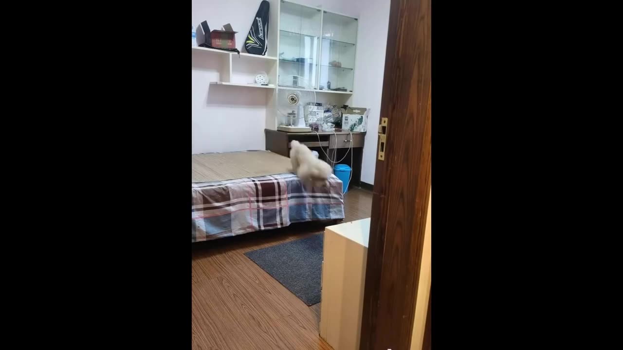 Funny animal video 🤣🤣🤣🤣🤣.