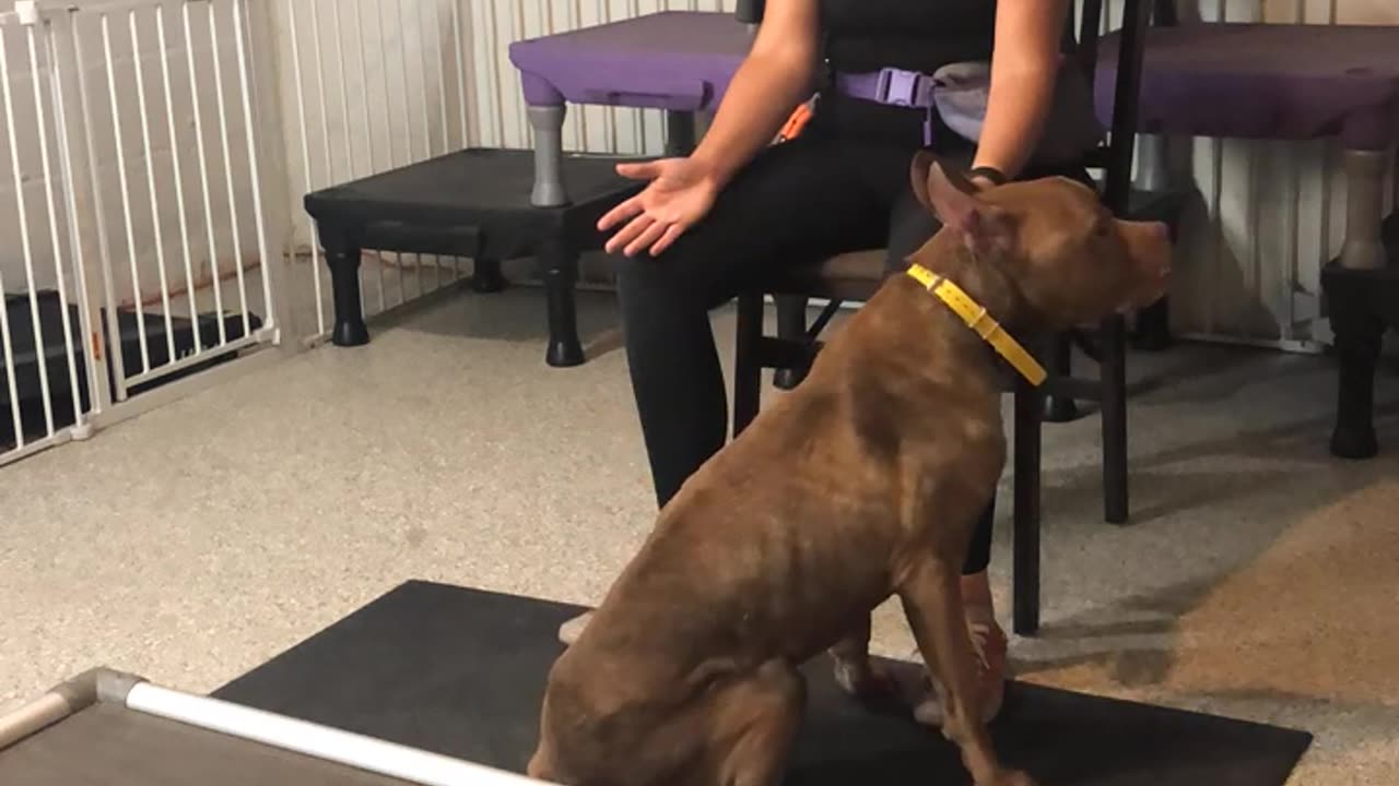 Animal Reiki for Dozer