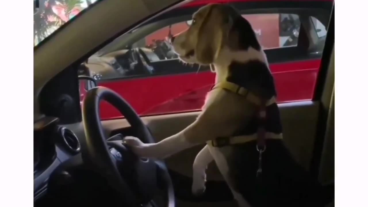 Funny dog video