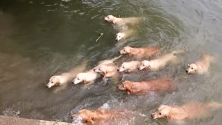 Man Likes To Go Swimming With His 12 Golden Retrievers