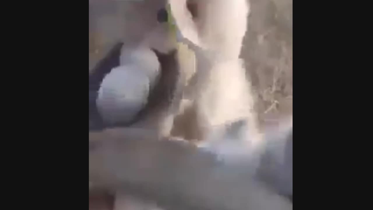 The animal was captured on amazing video