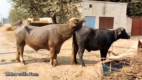 Hybrid Buffalo Meeting | Natural Animal Meeting video 2022 | bull and Buffalo Meeting