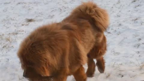 Tibetan Mastiff Absolutely Massive Tibetan