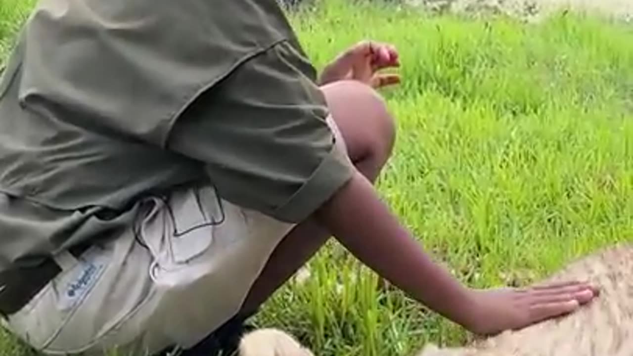 Would You Pet a Cheetah in Africa?